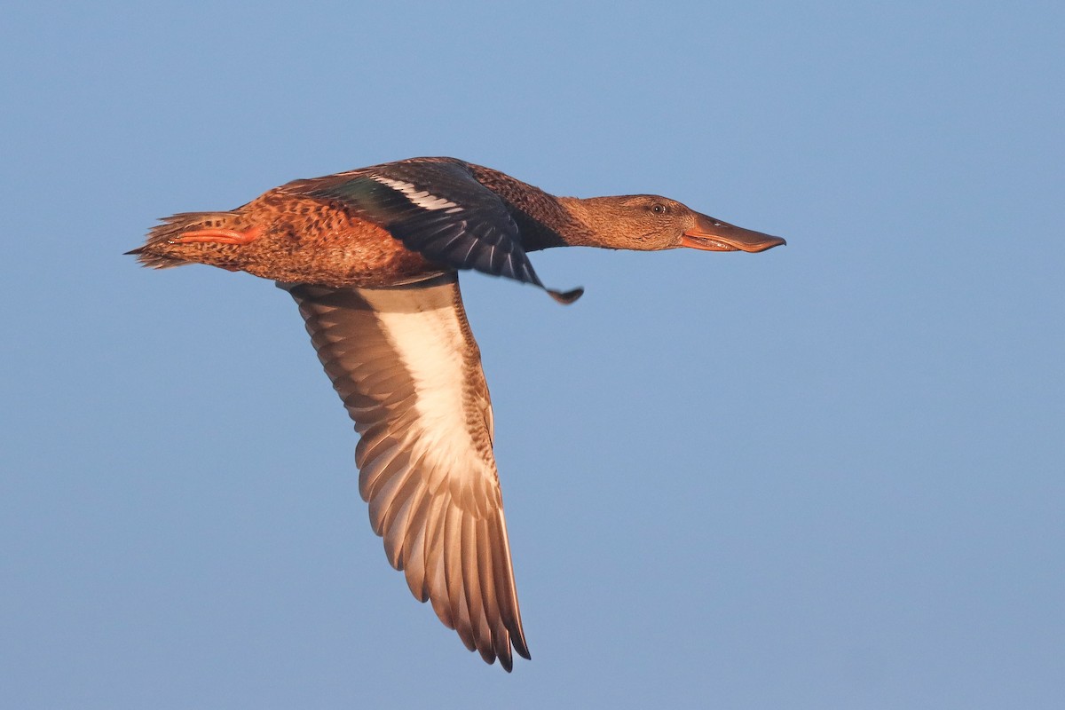 Northern Shoveler - ML643331080