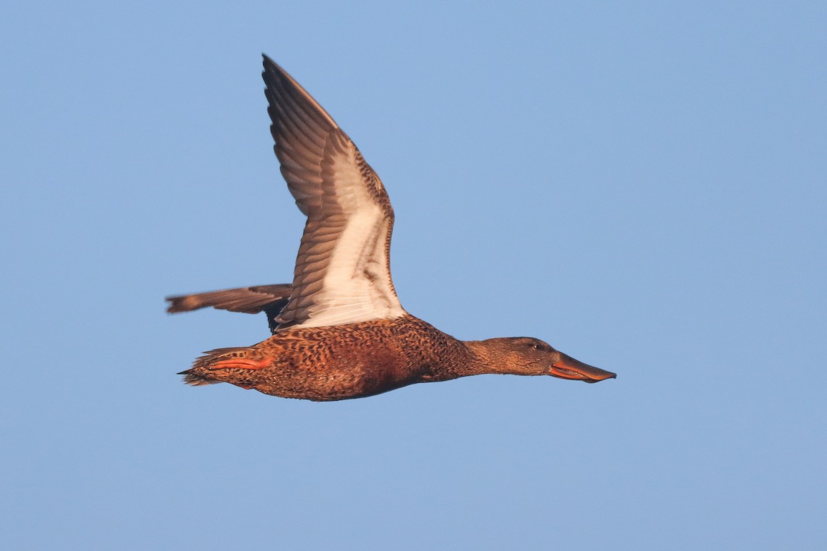 Northern Shoveler - ML643331081