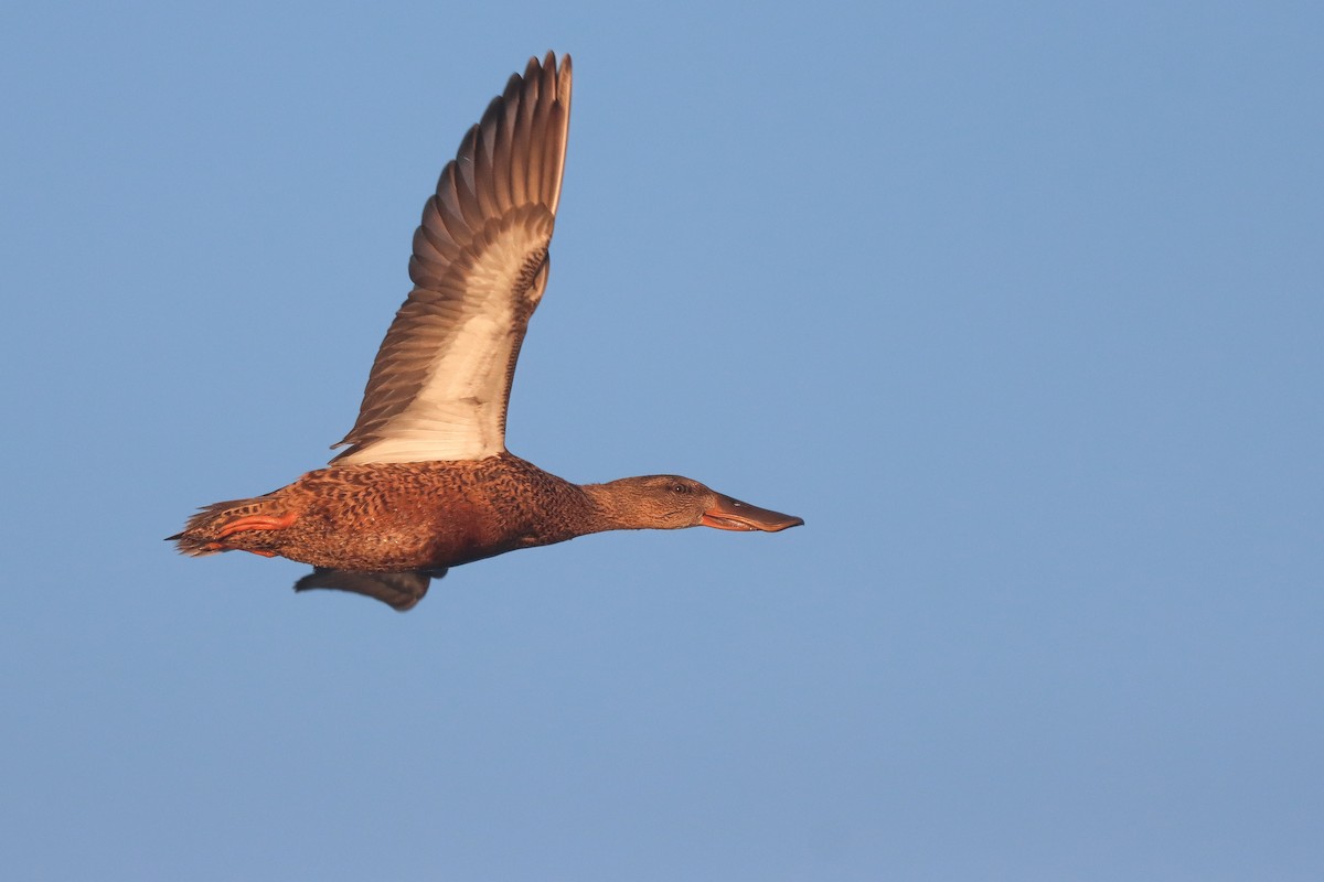 Northern Shoveler - ML643331082