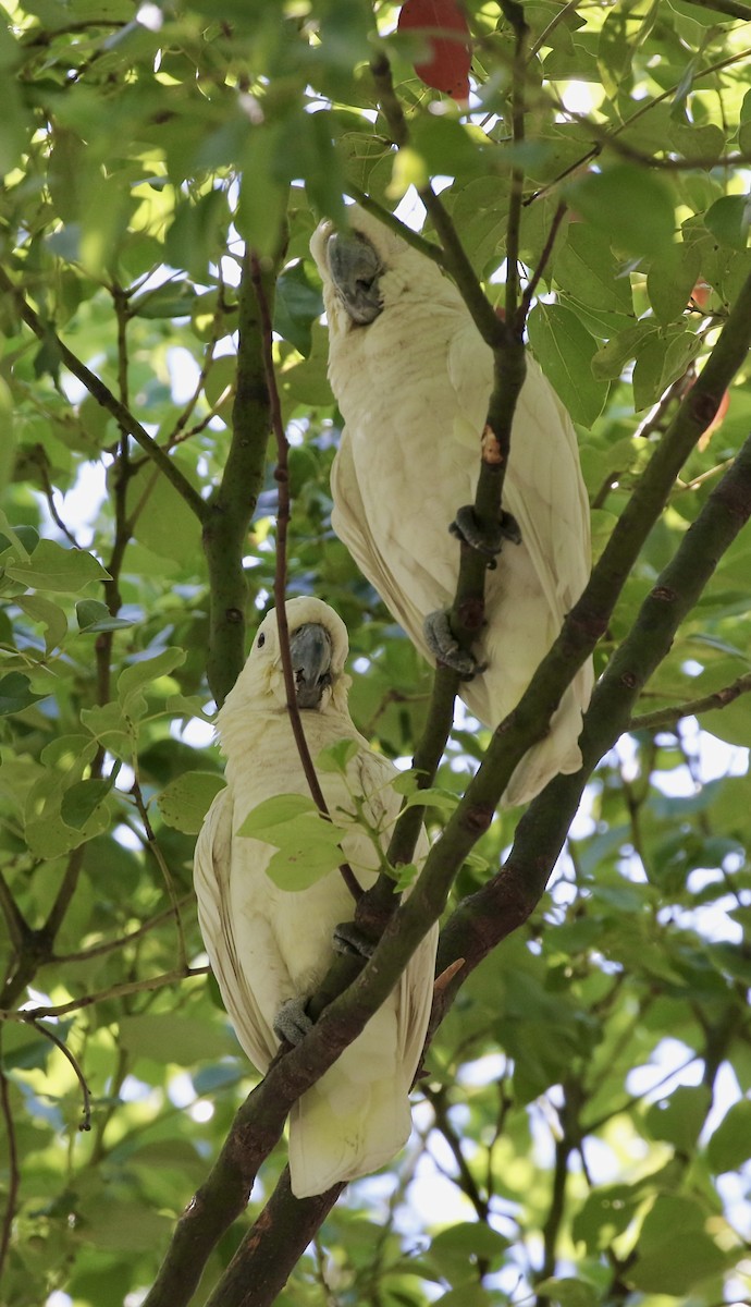Yellow-crested Cockatoo - ML643331093