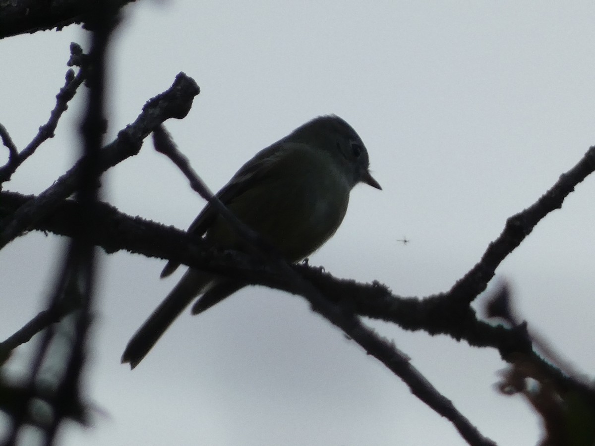 Hammond's Flycatcher - ML643331127