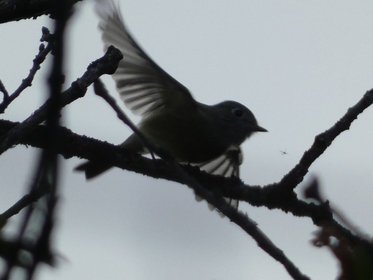 Hammond's Flycatcher - ML643331128