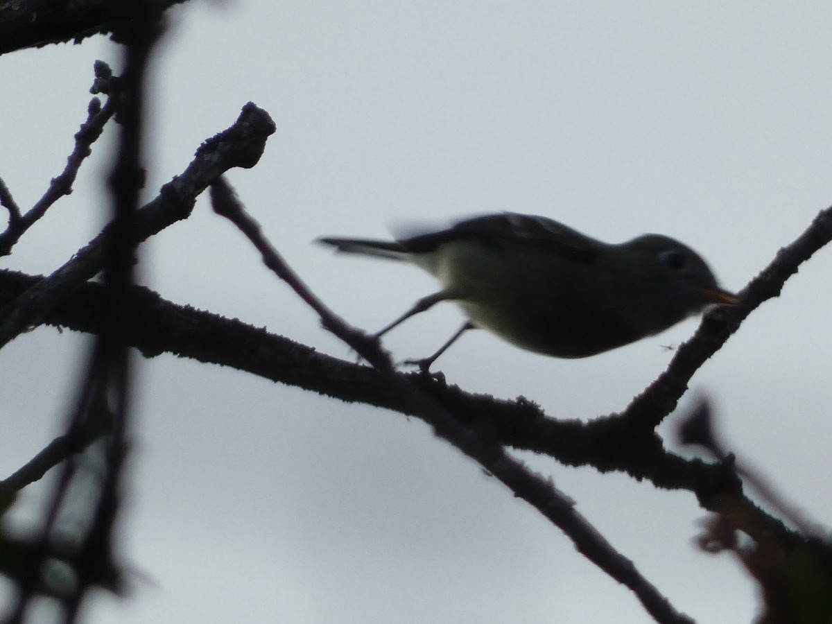 Hammond's Flycatcher - ML643331129
