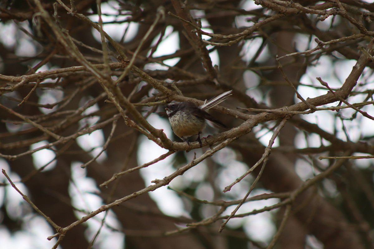 New Zealand Fantail - ML643331131