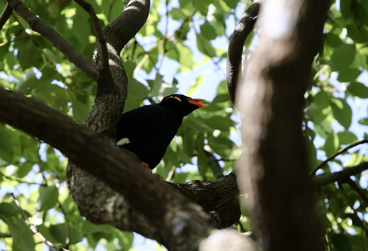 Common Hill Myna - ML643331161