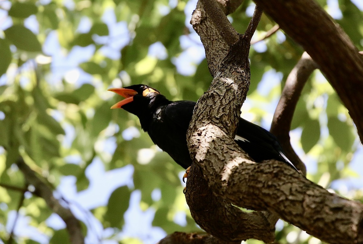 Common Hill Myna - ML643331163
