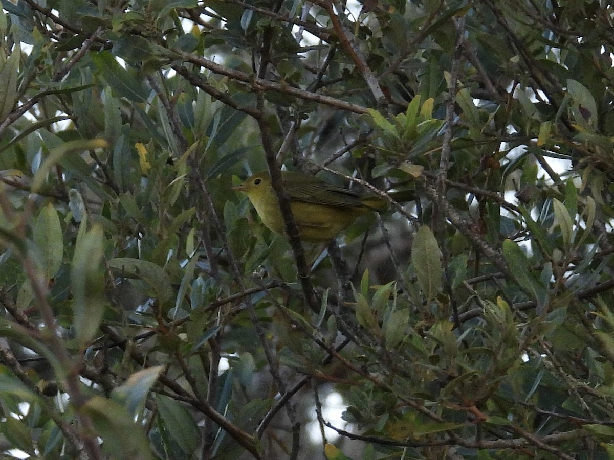 Paruline jaune - ML643331165