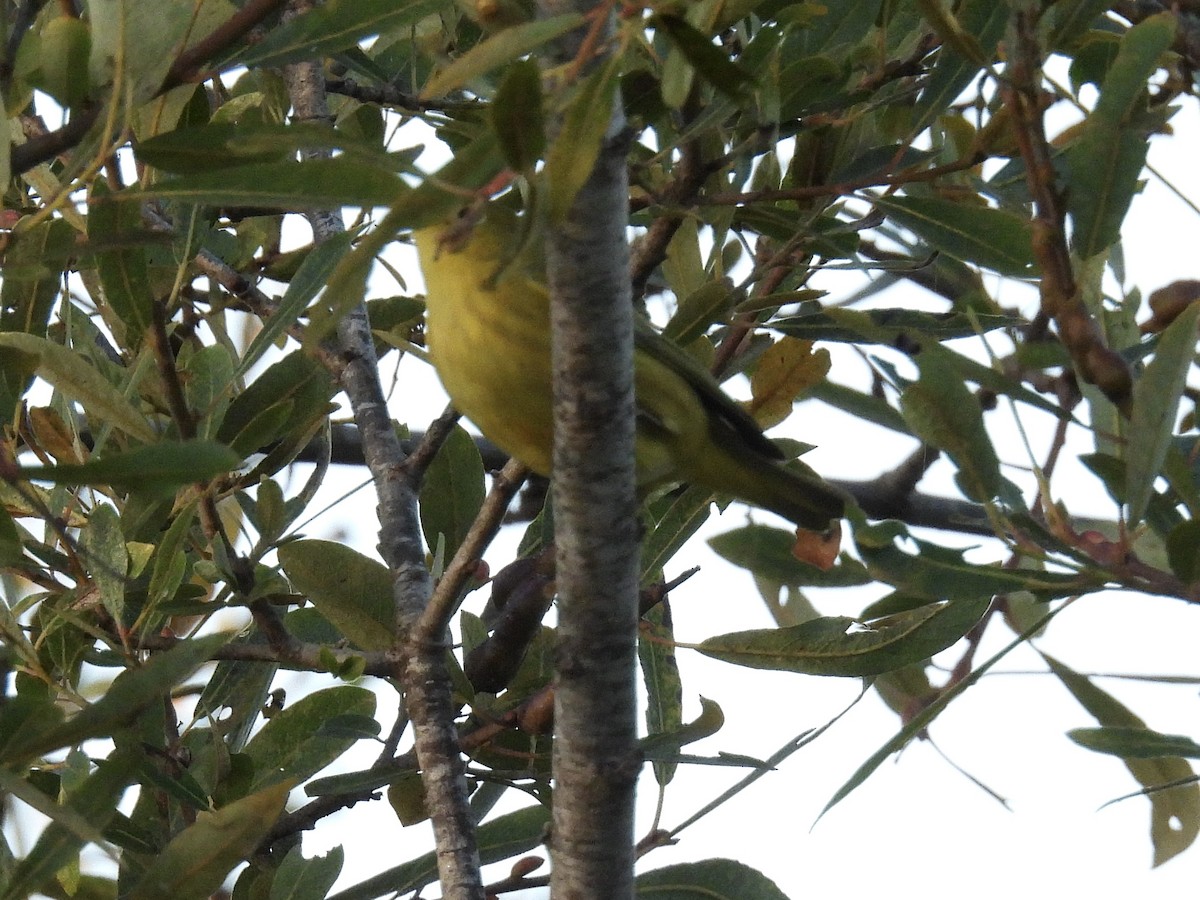 Paruline jaune - ML643331166