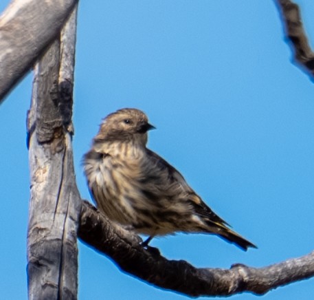 Pine Siskin - ML643331180
