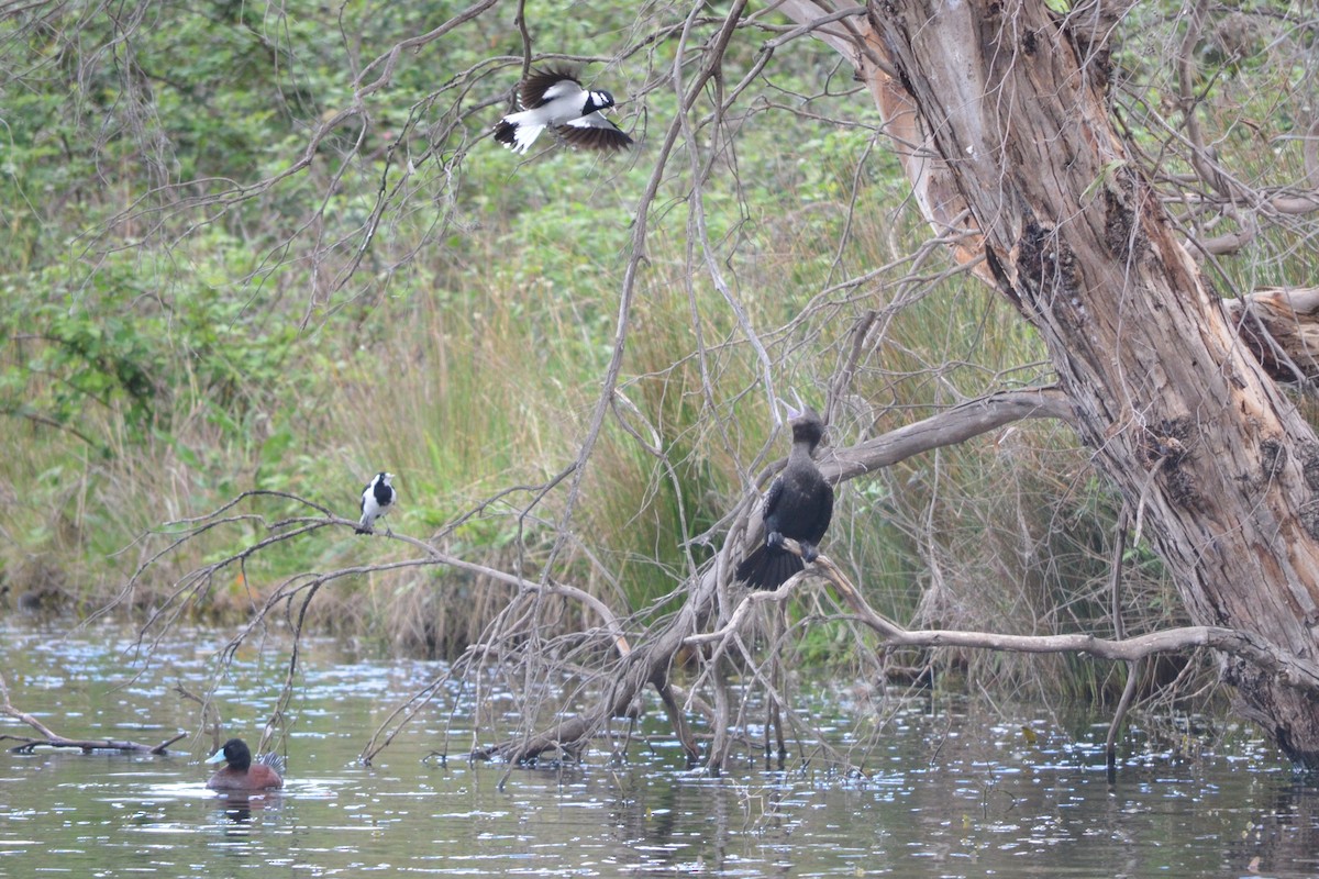 Magpie-lark - ML643331184