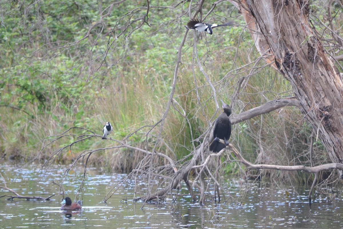 Magpie-lark - ML643331186