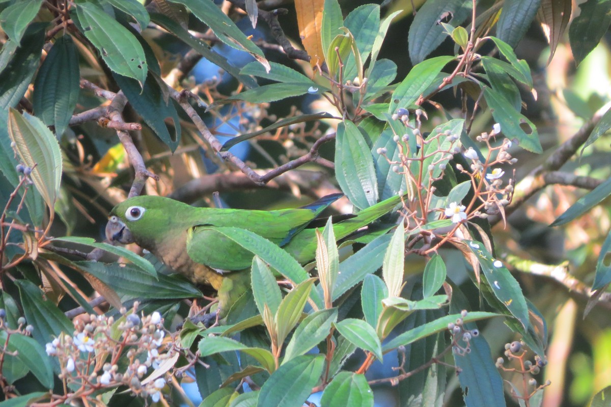 menší papoušek sp. - ML643331188