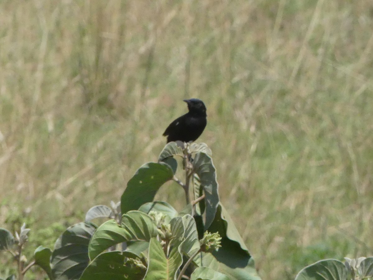 Sooty Chat - ML643331189