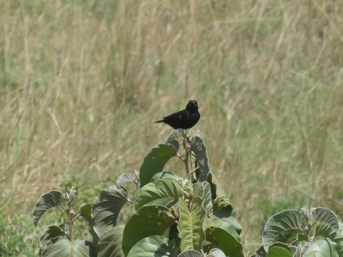 Sooty Chat - ML643331190
