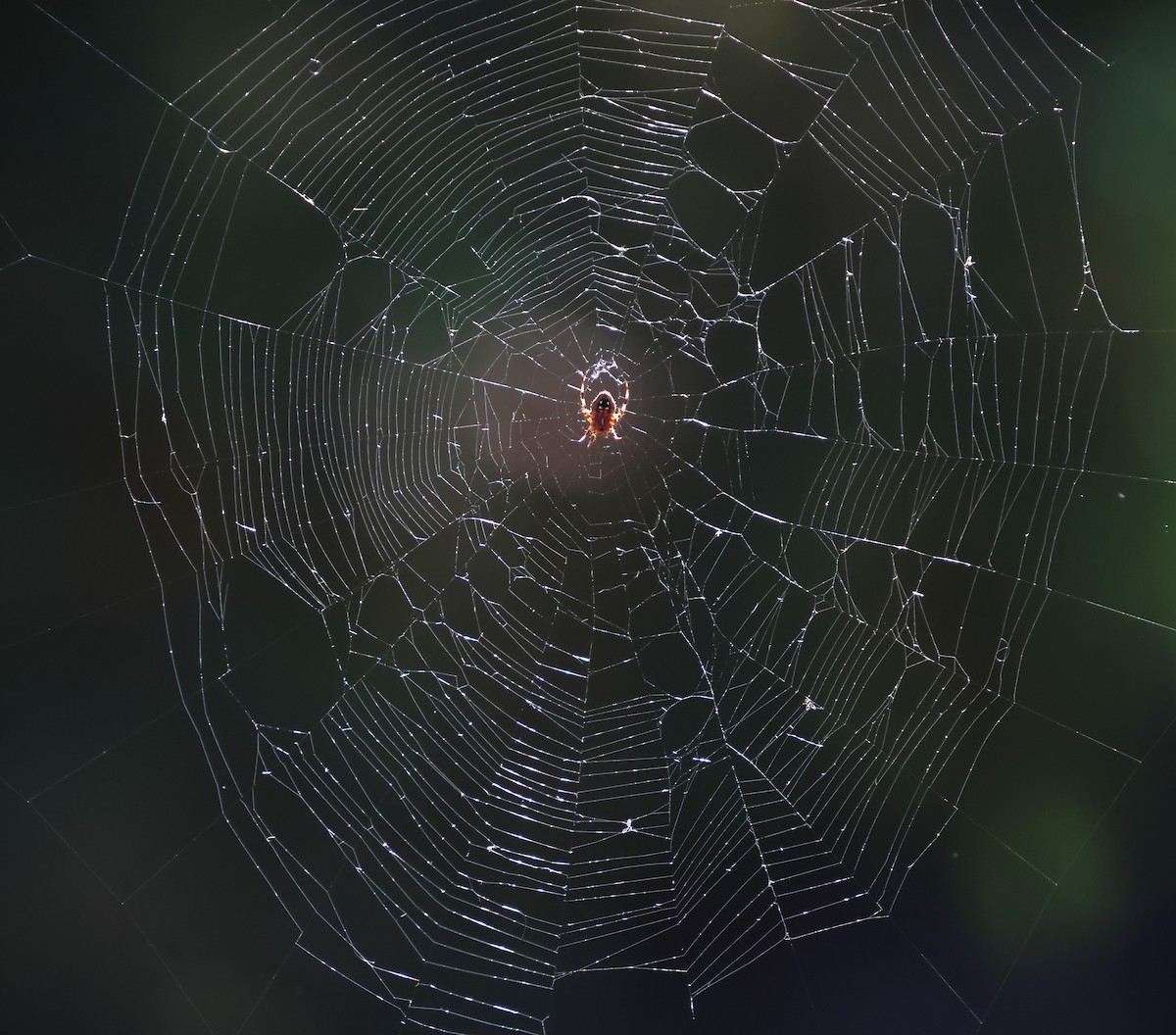 Insects - ML643331193