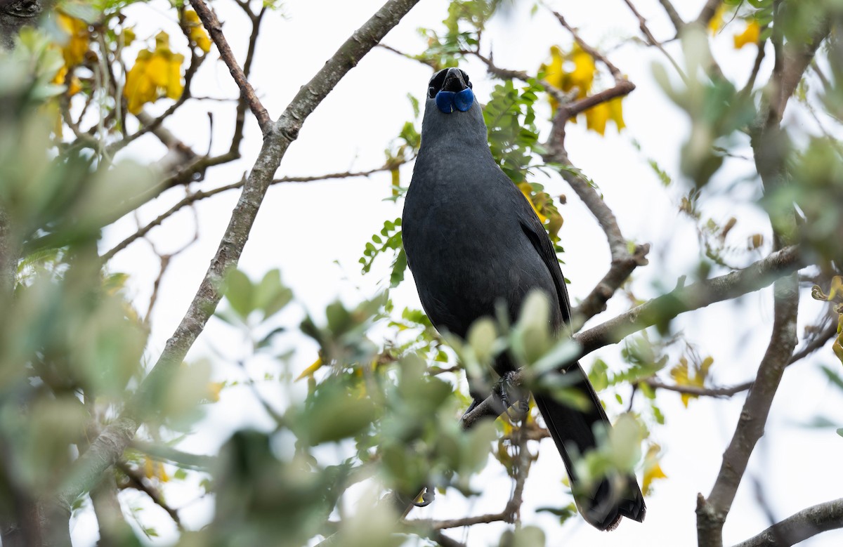 North Island Kokako - ML643331194