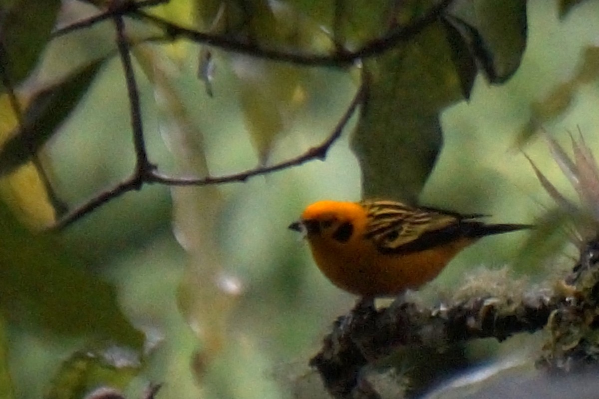 Golden Tanager - ML643331197