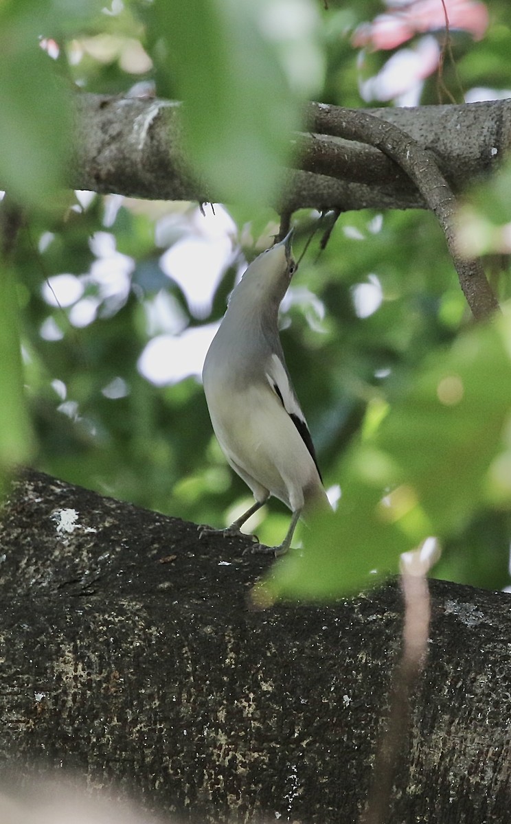 White-shouldered Starling - ML643331206
