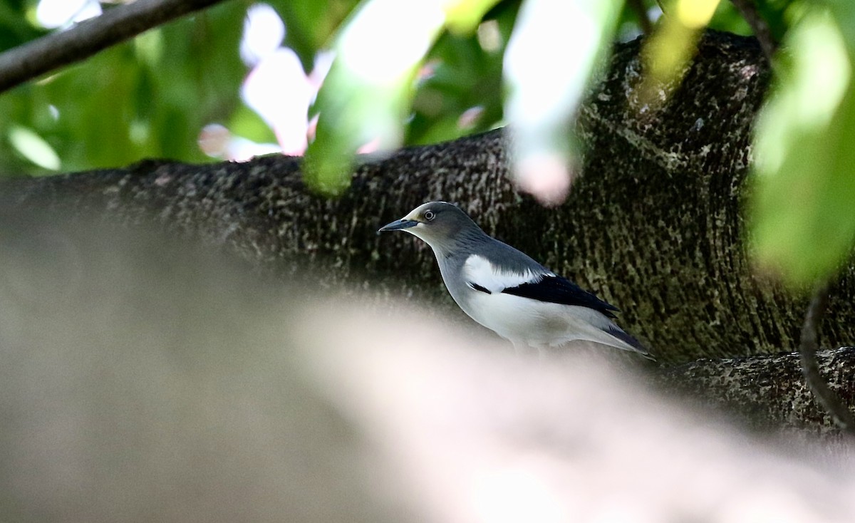 White-shouldered Starling - ML643331207