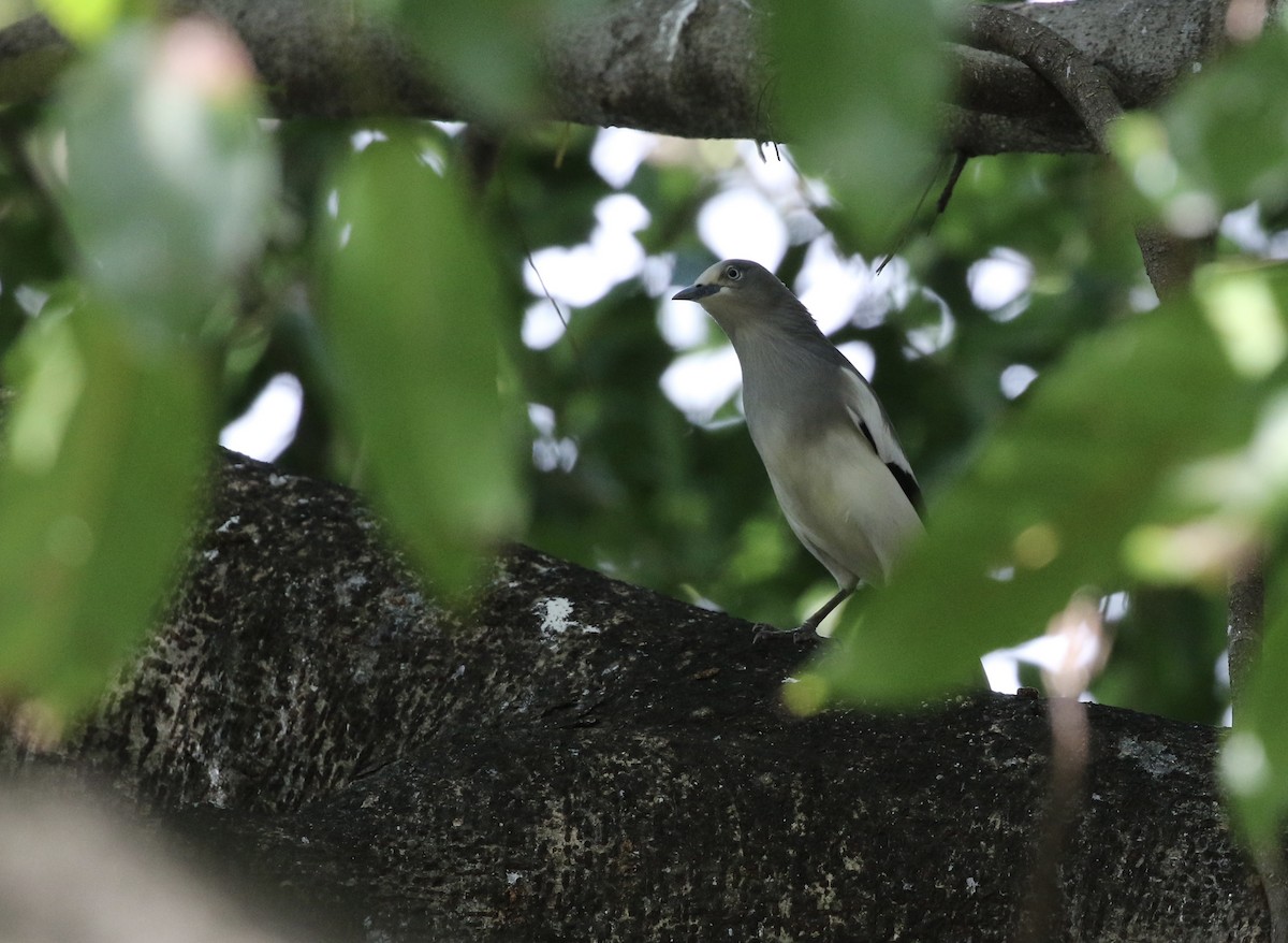 White-shouldered Starling - ML643331208