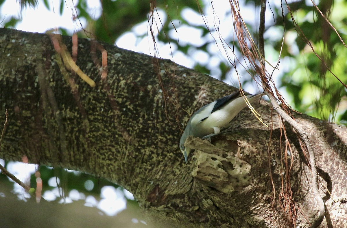 White-shouldered Starling - ML643331209