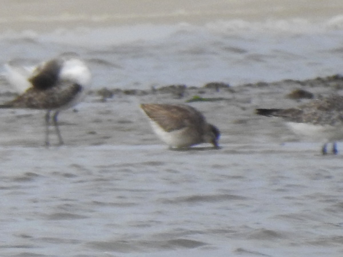 Short-billed/Long-billed Dowitcher - ML643331218