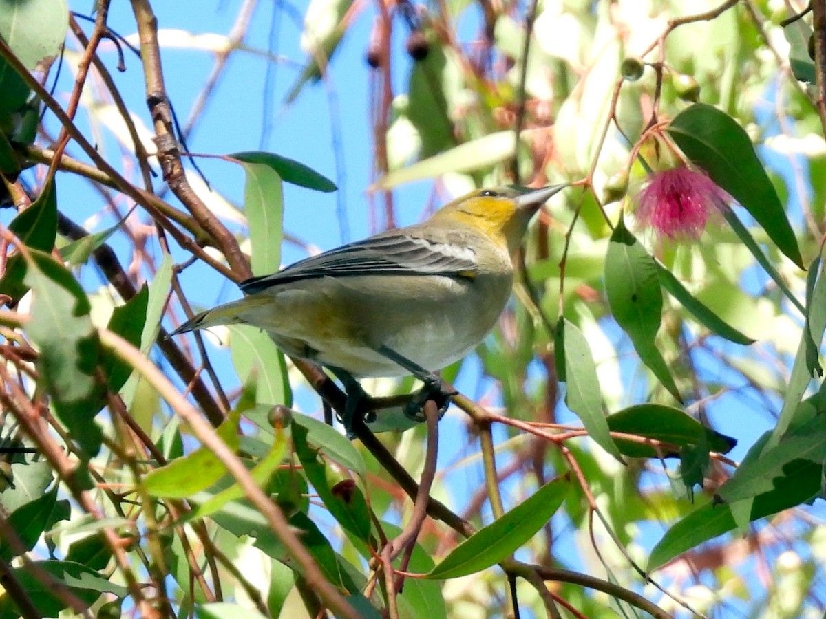 Bullock's Oriole - ML643331219