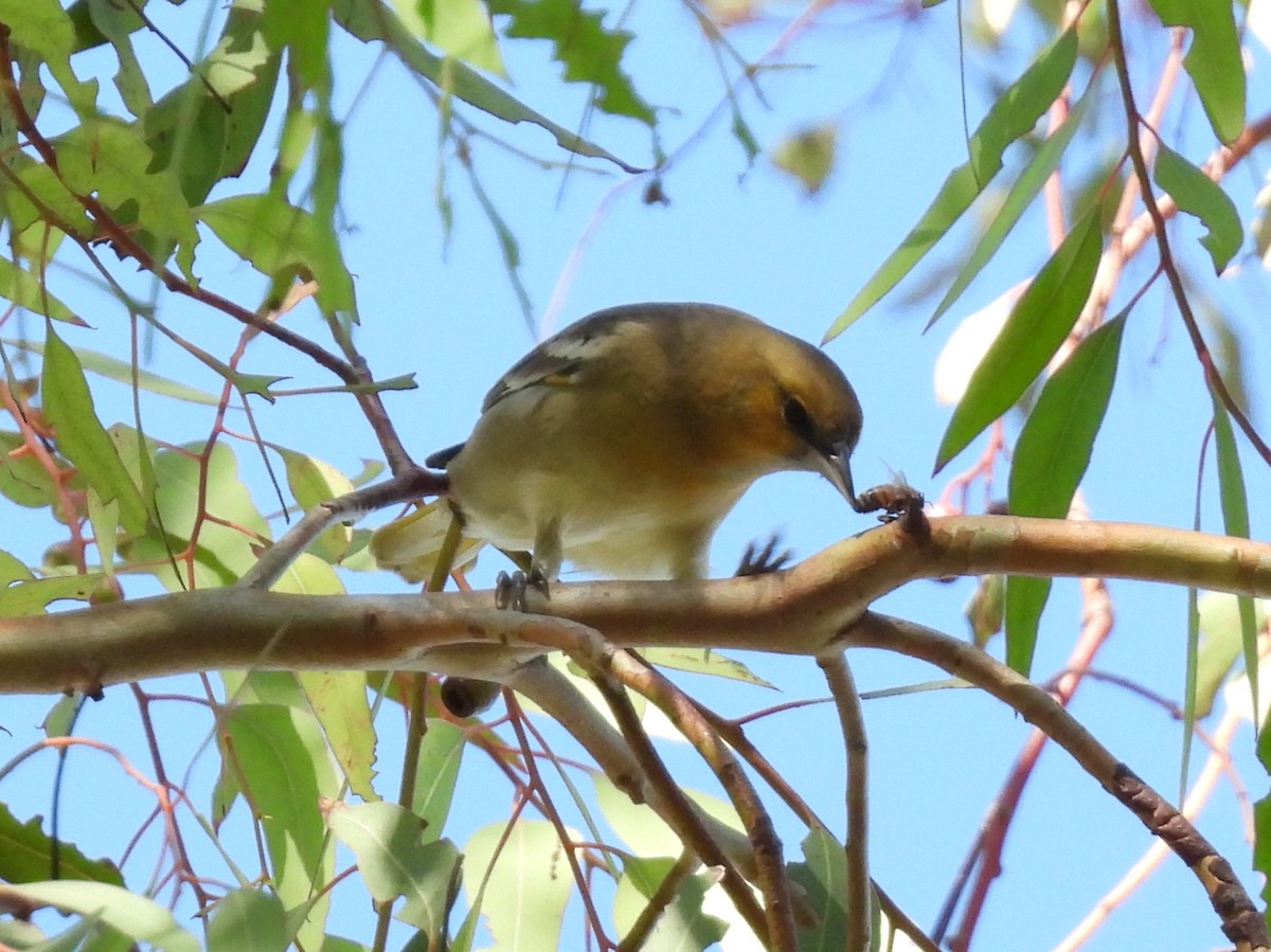 Bullock's Oriole - ML643331220