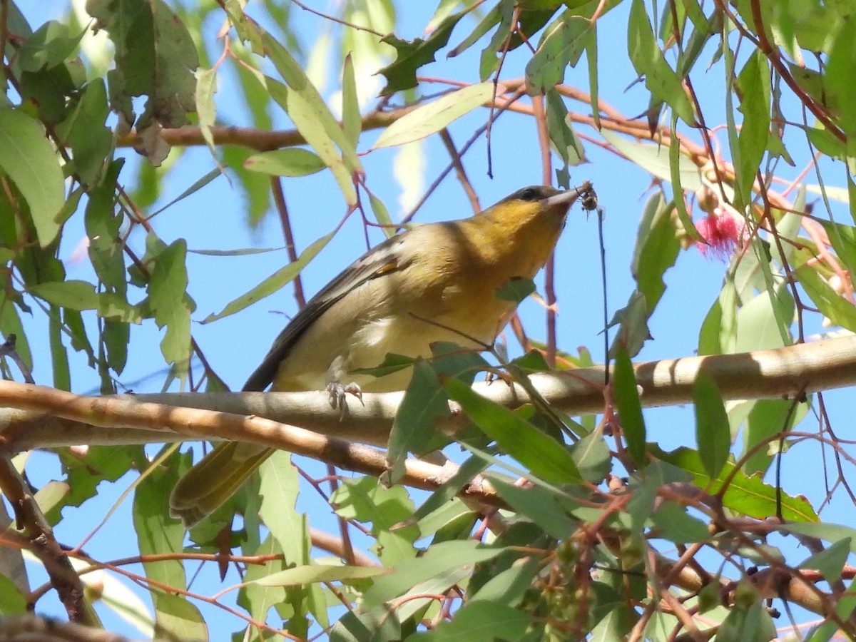 Bullock's Oriole - ML643331221
