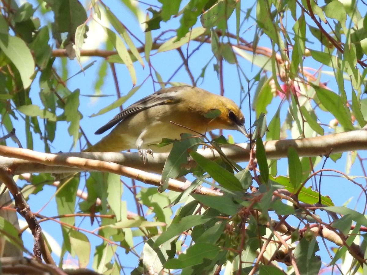 Bullock's Oriole - ML643331222