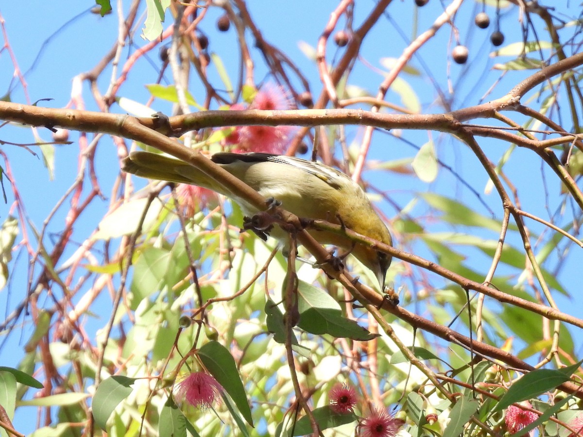 Bullock's Oriole - ML643331223