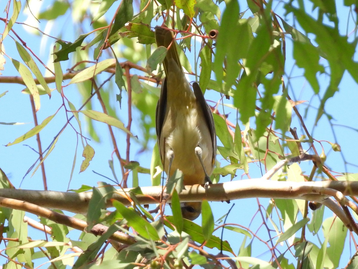 Bullock's Oriole - ML643331224