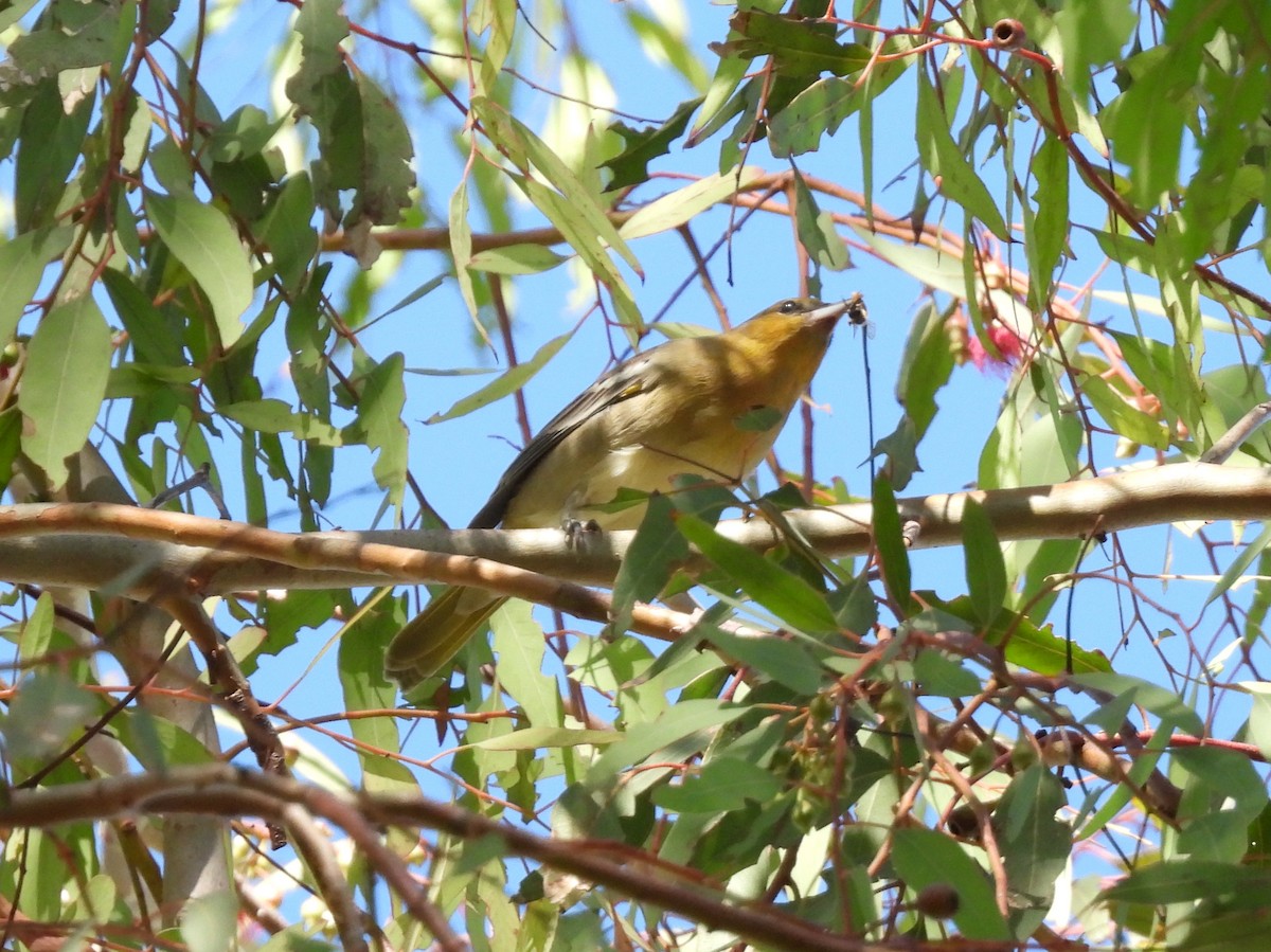 Bullock's Oriole - ML643331225