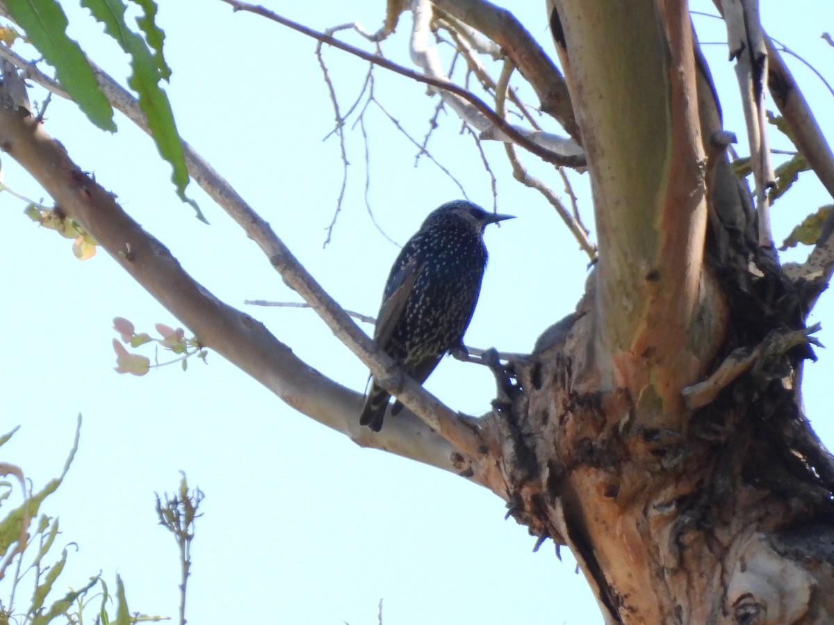 European Starling - ML643331234