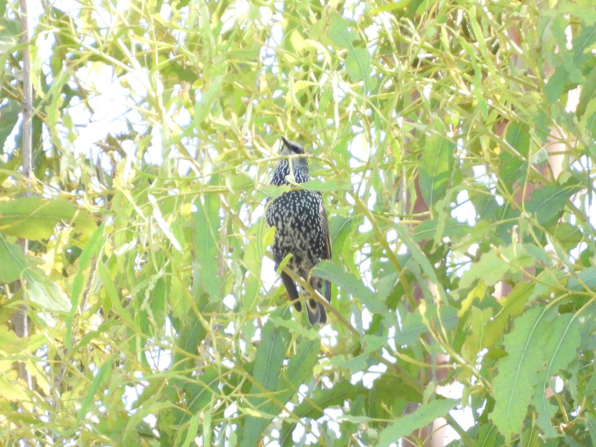 European Starling - ML643331235