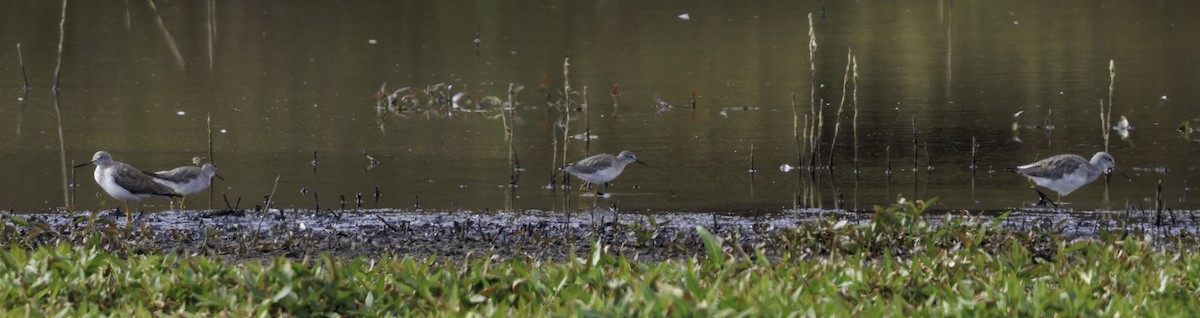 Lesser Yellowlegs - ML643331241