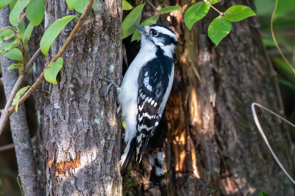 Downy Woodpecker - ML643331253