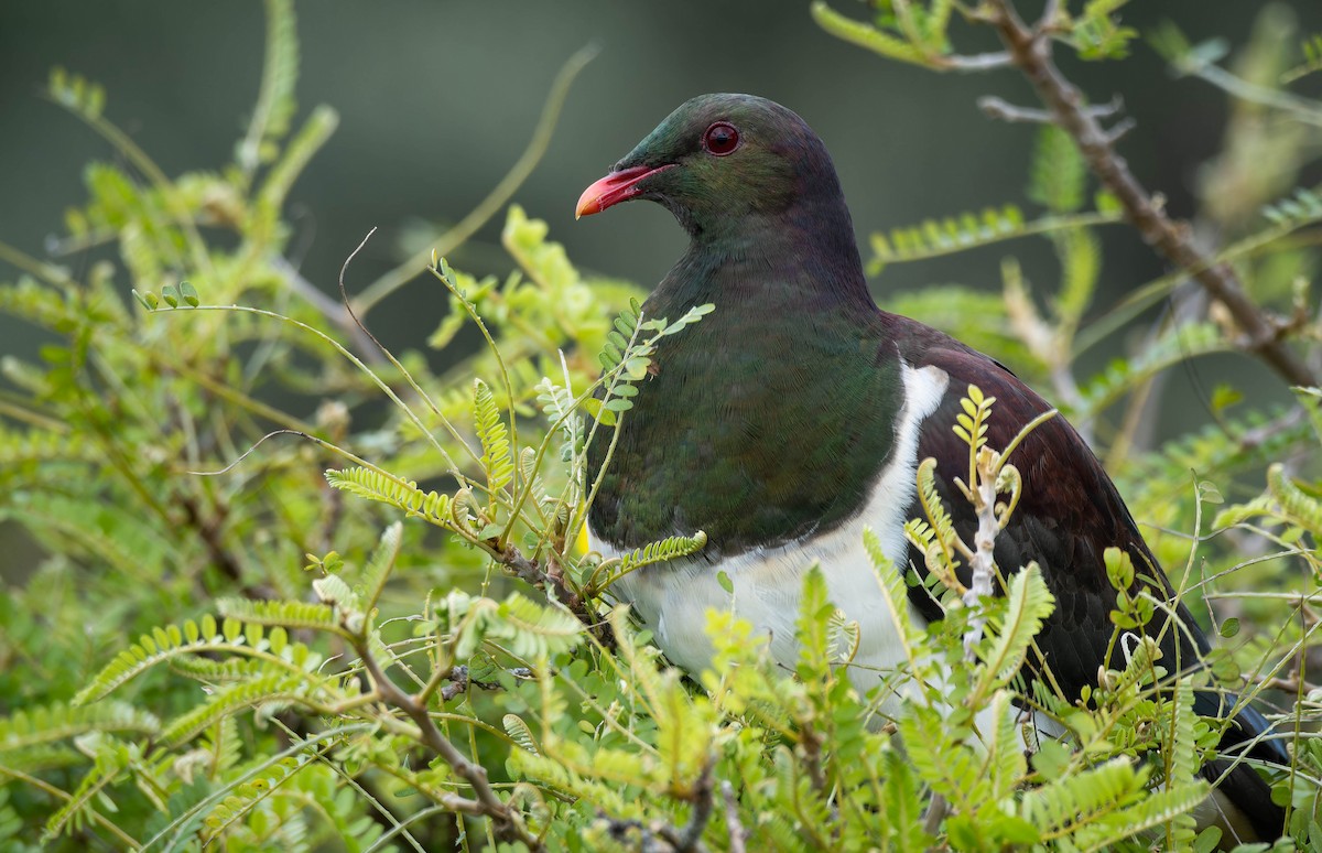 New Zealand Pigeon - ML643331263