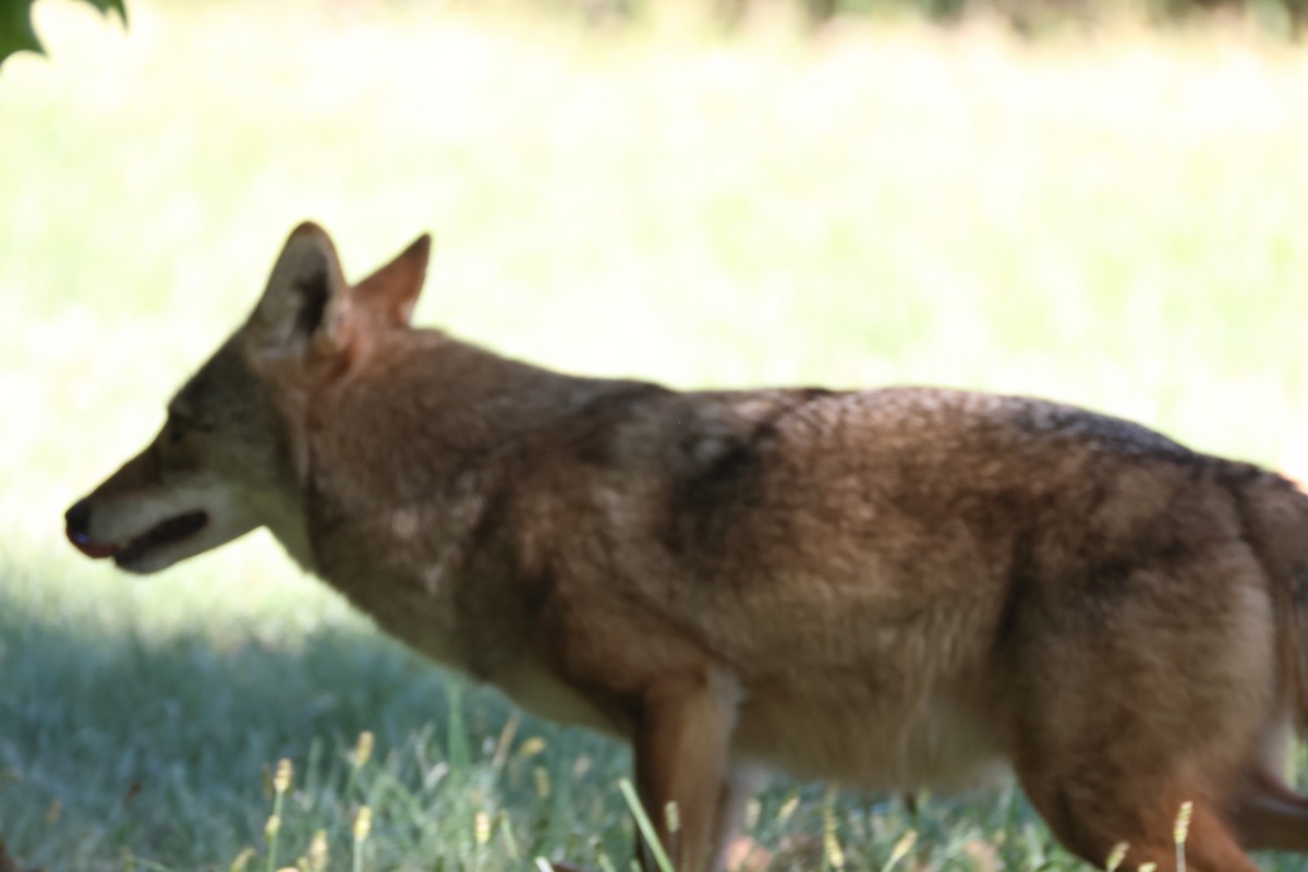 Coyote - ML643331286