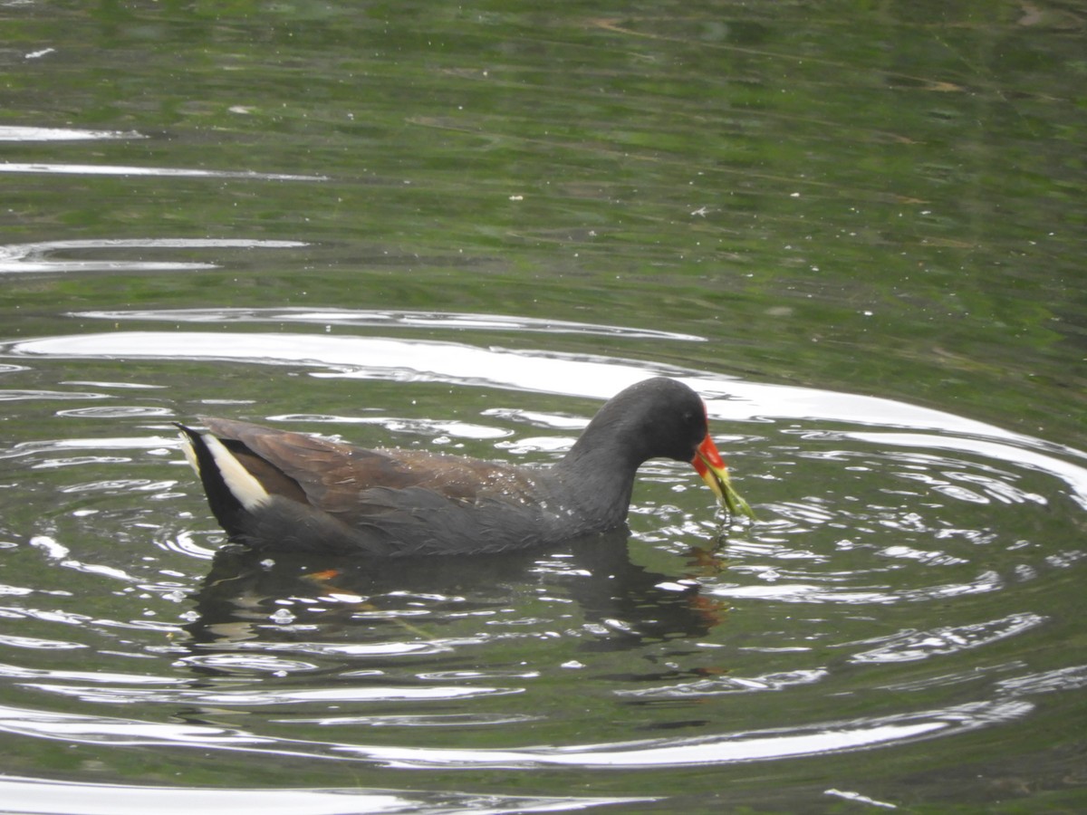Gallinule sombre - ML643331288