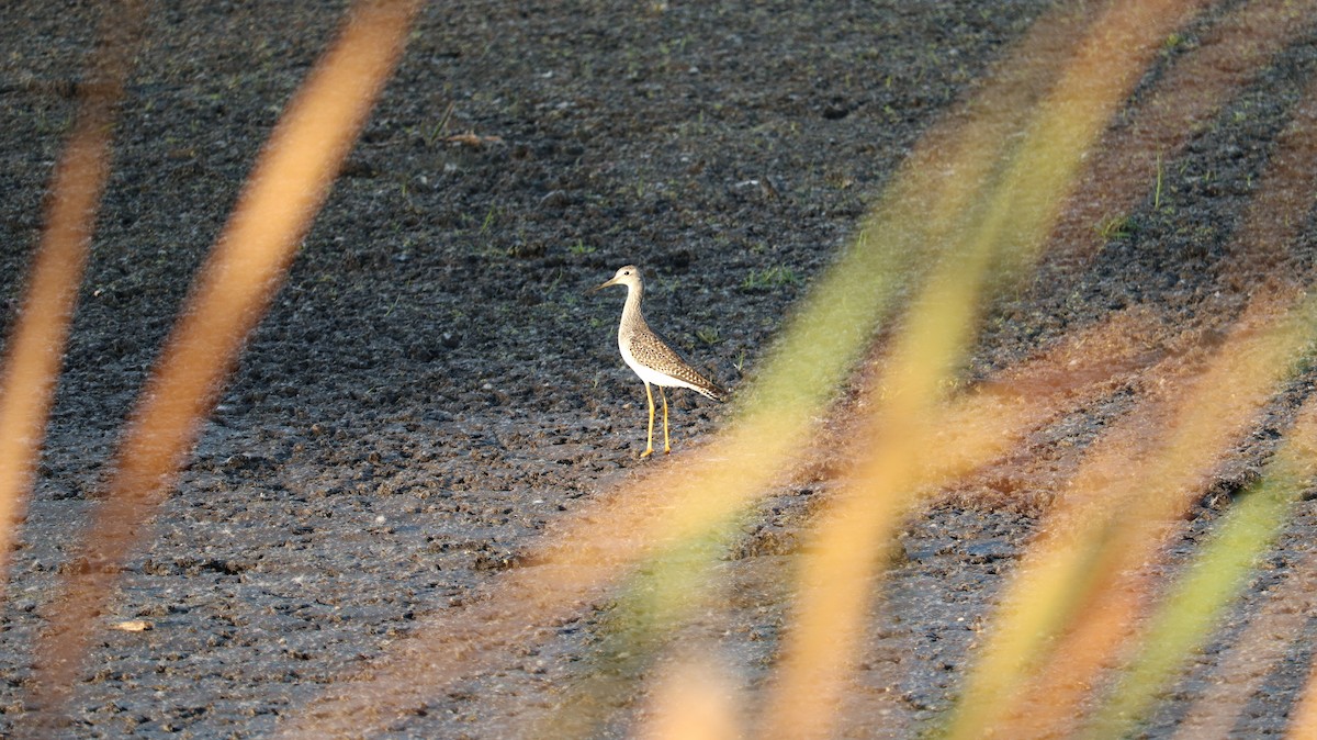 Greater Yellowlegs - ML643331305