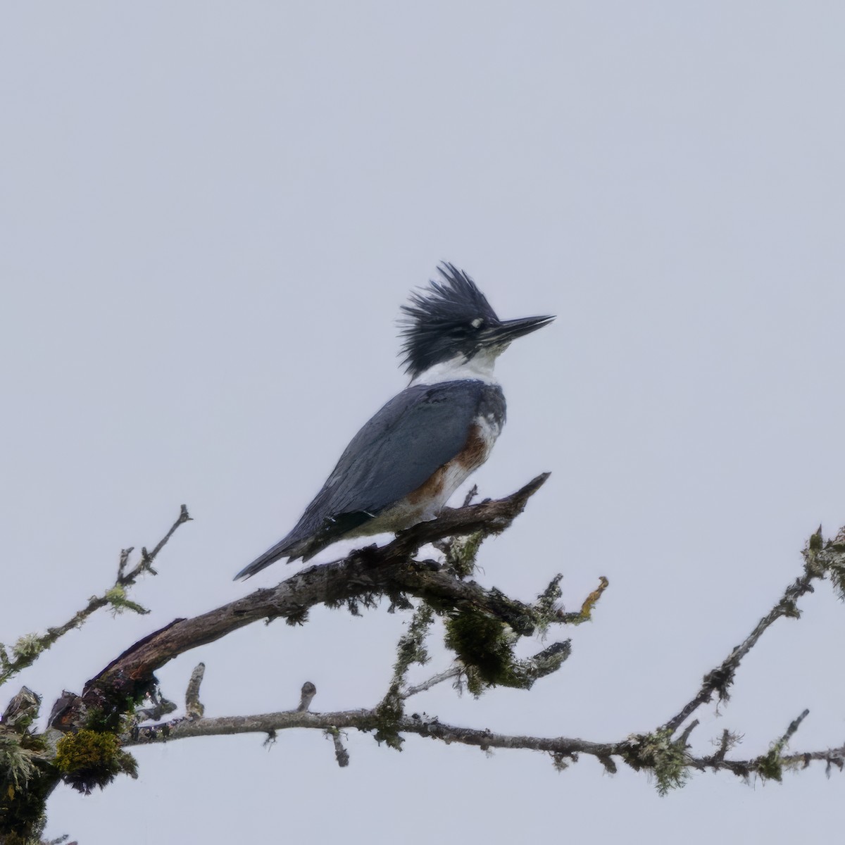 Belted Kingfisher - ML643331306