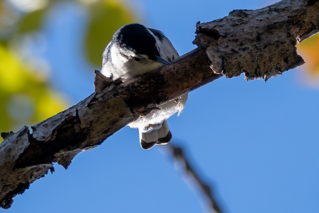 White-breasted Nuthatch - ML643331307