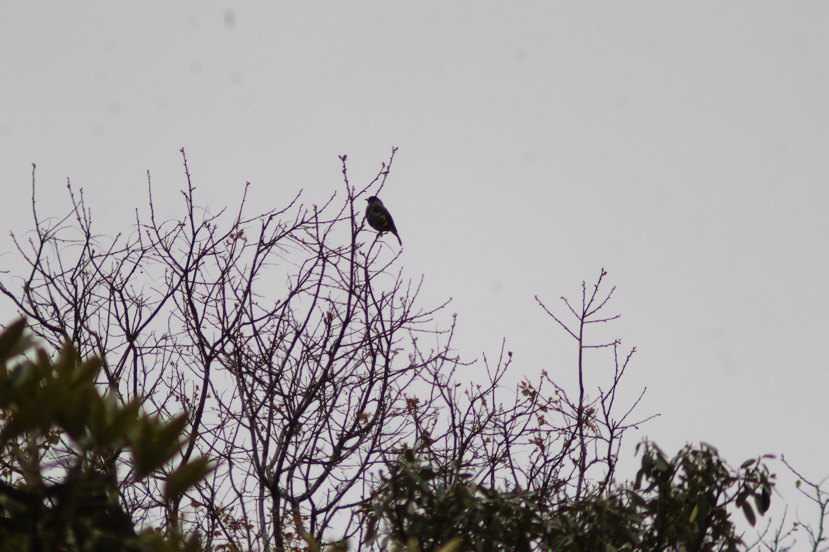 Red-crested Cotinga - ML643331308