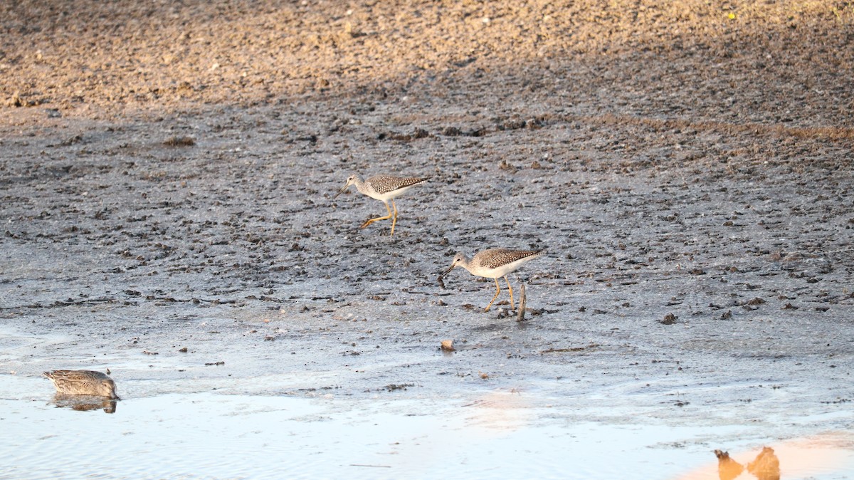 Greater Yellowlegs - ML643331309