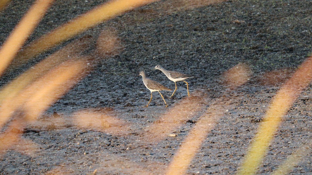 Greater Yellowlegs - ML643331310