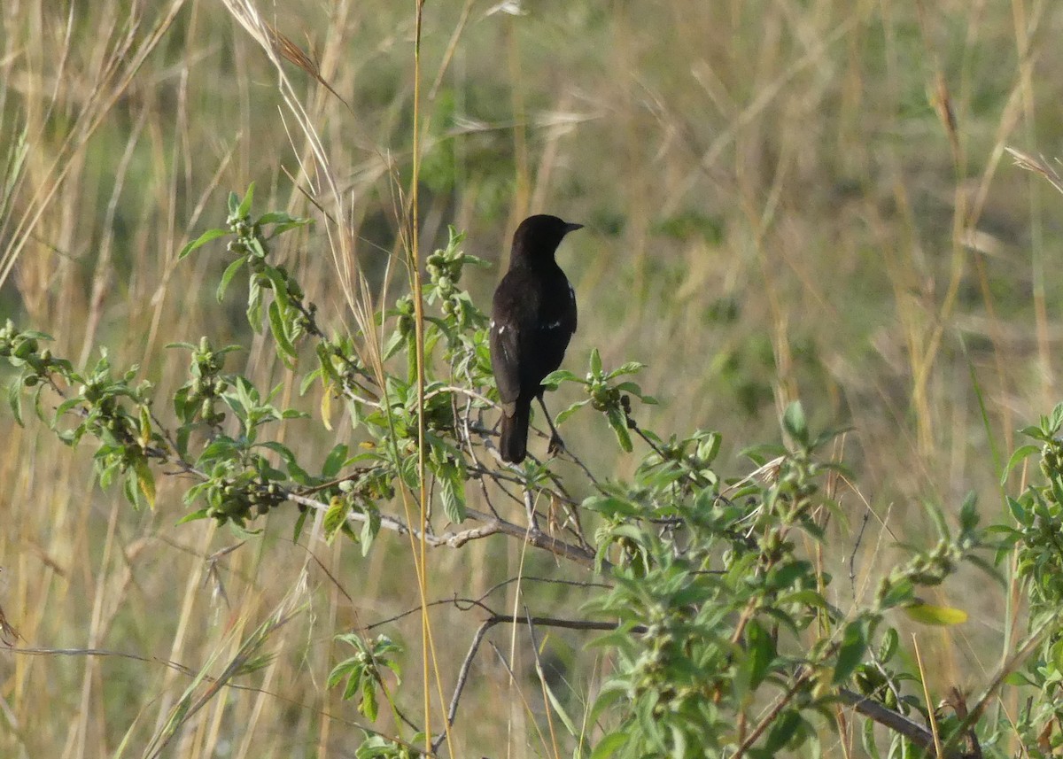 Sooty Chat - ML643331312