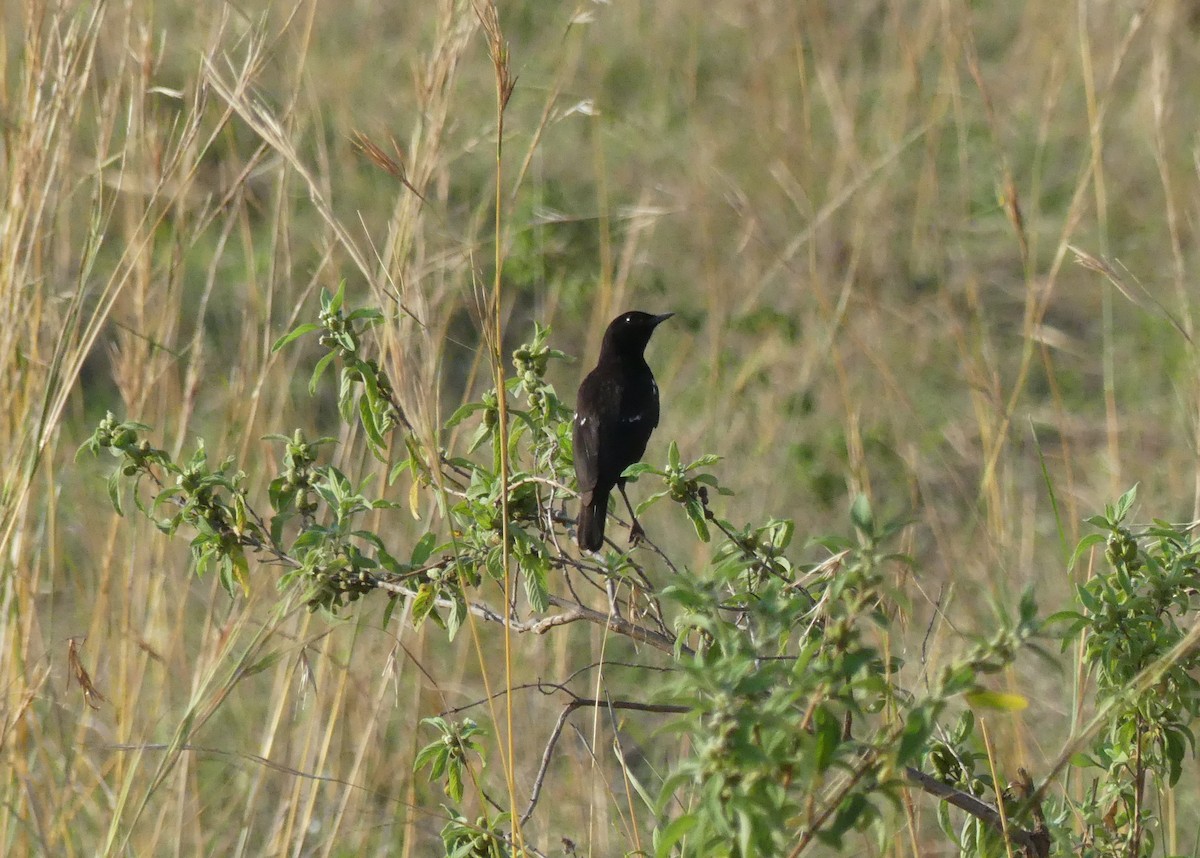 Sooty Chat - ML643331313