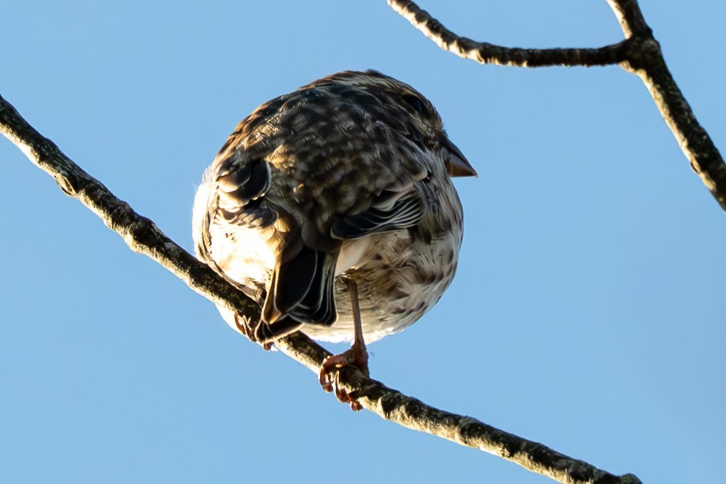 Purple Finch - ML643331317