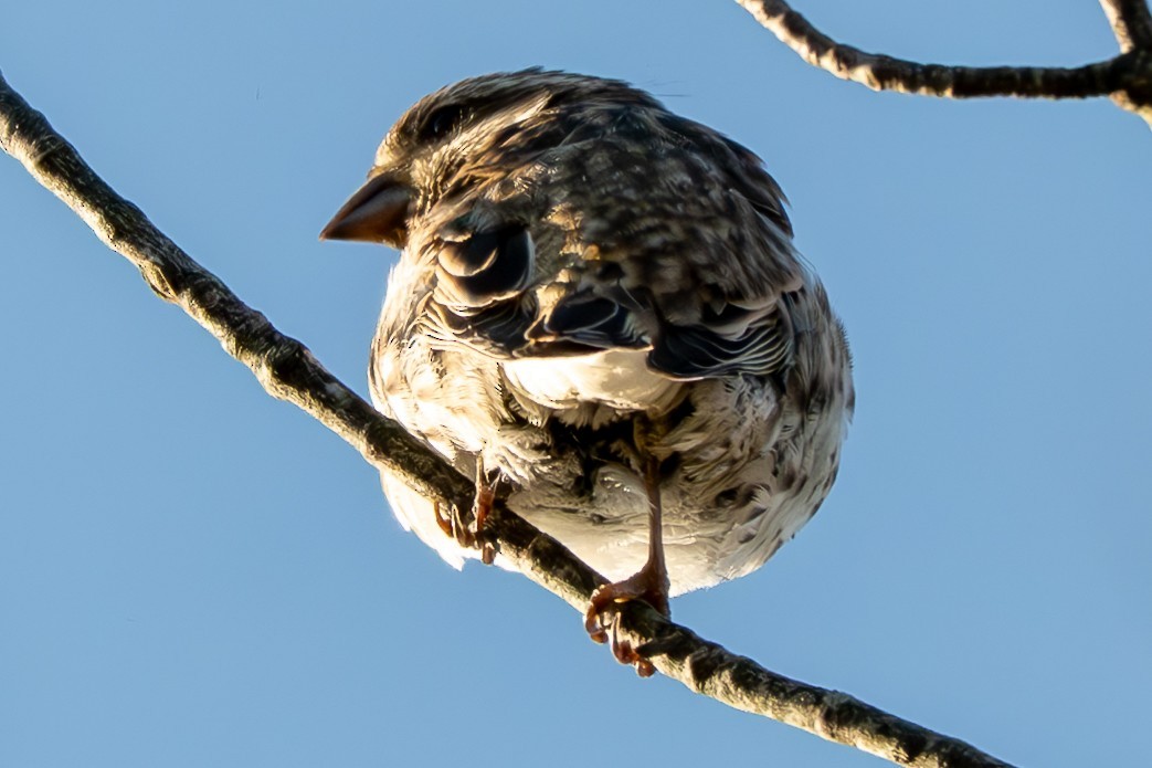 Purple Finch - ML643331322